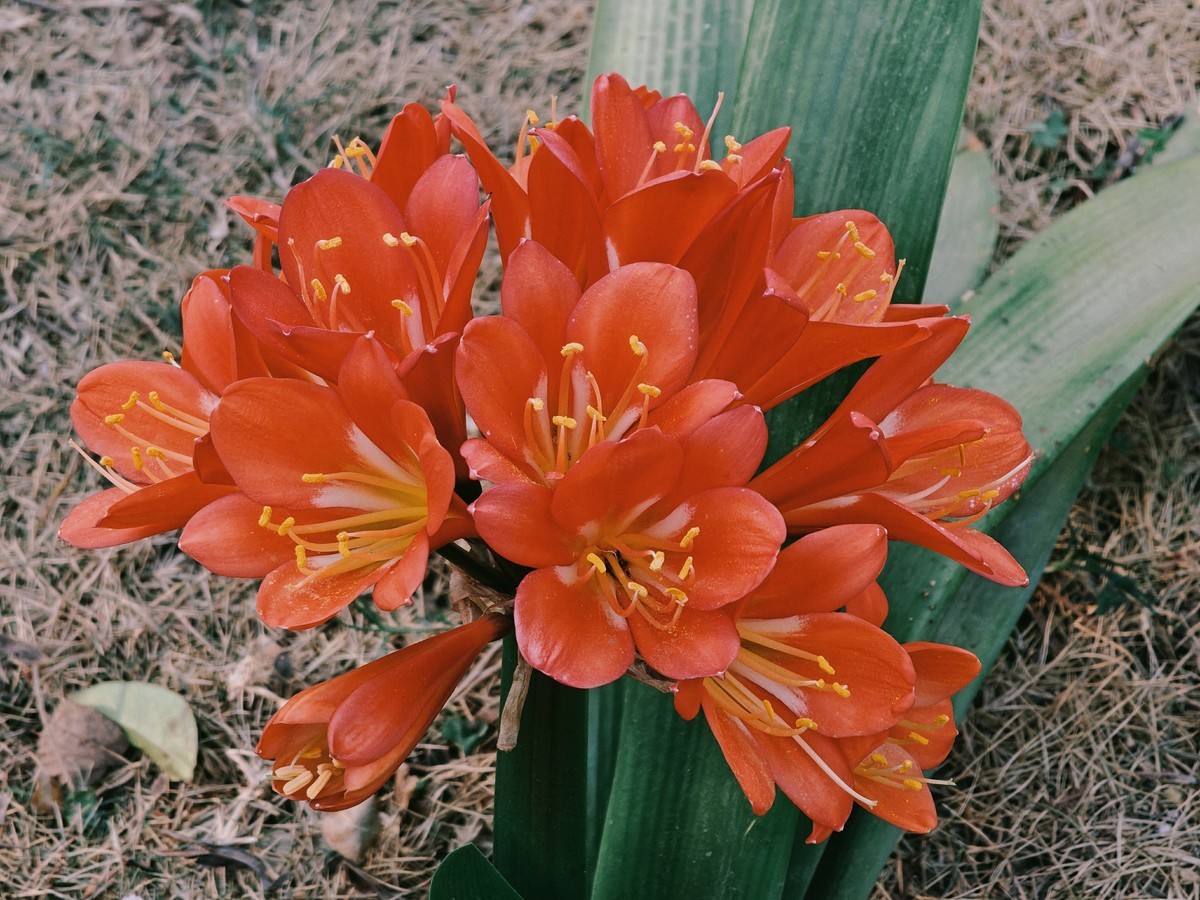 拍摄花卉一（574）