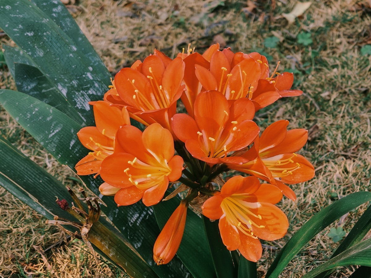 拍摄花卉一（574）