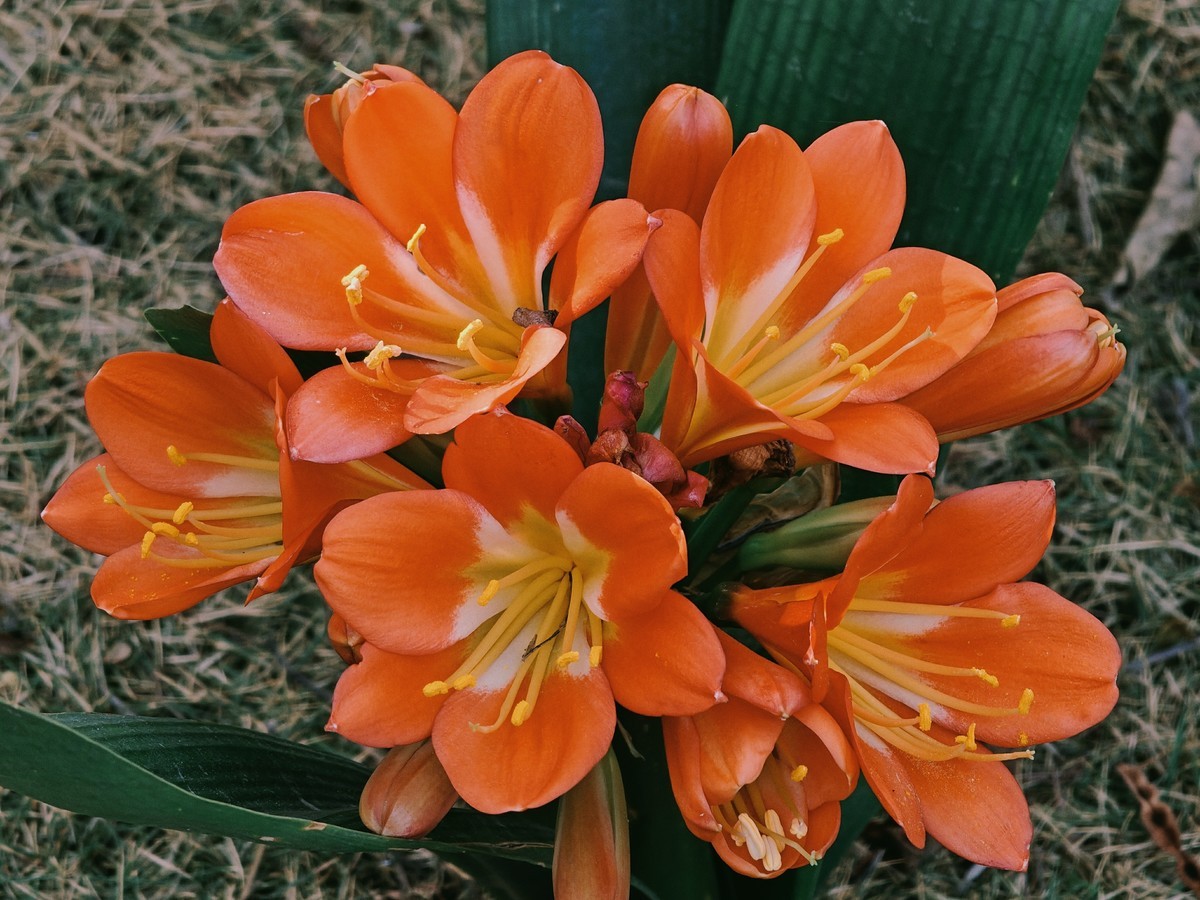 拍摄花卉一（574）