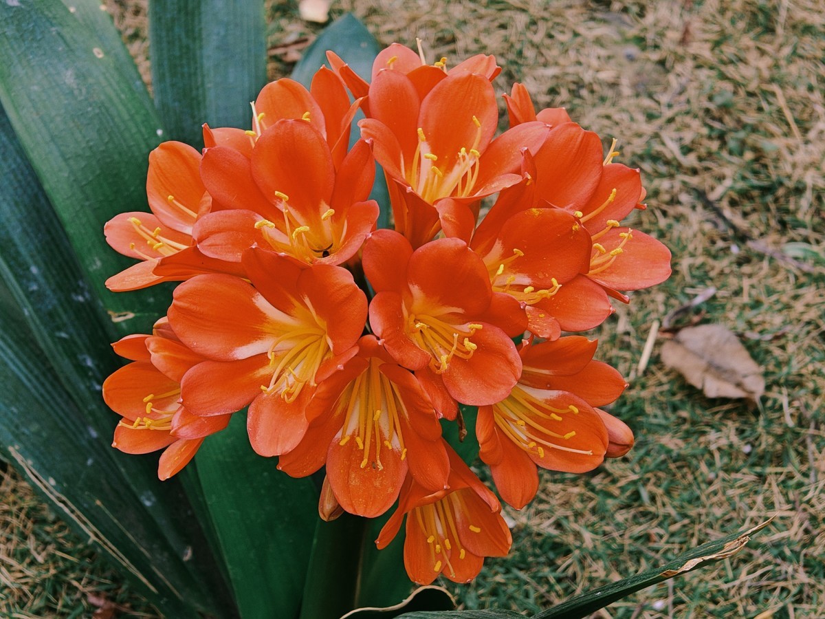 拍摄花卉一（574）