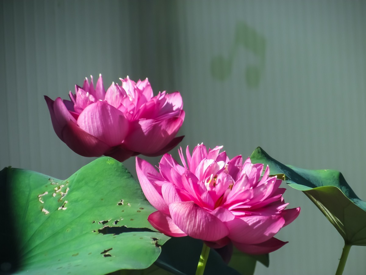 荷花