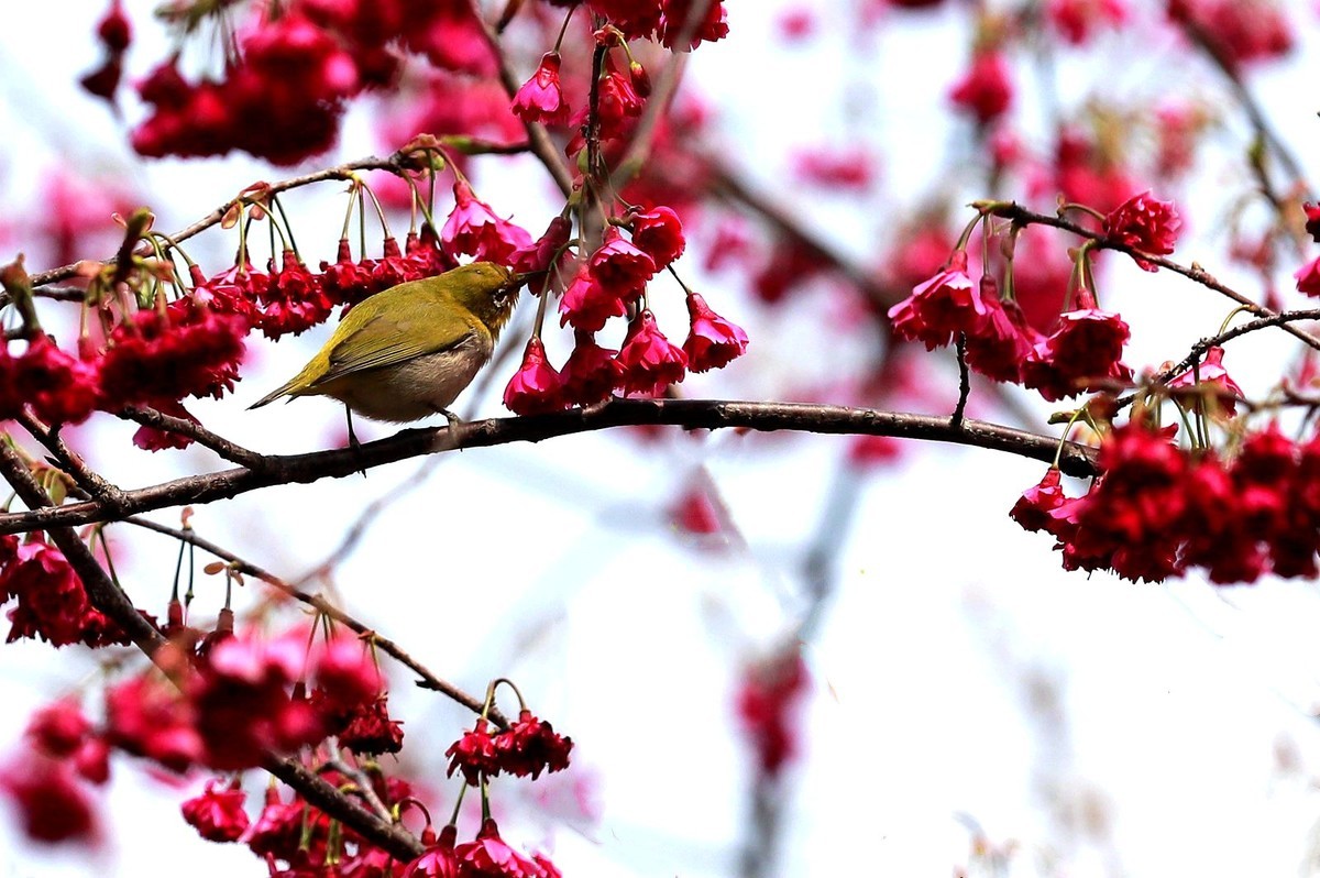 樱花树上的绣眼鸟