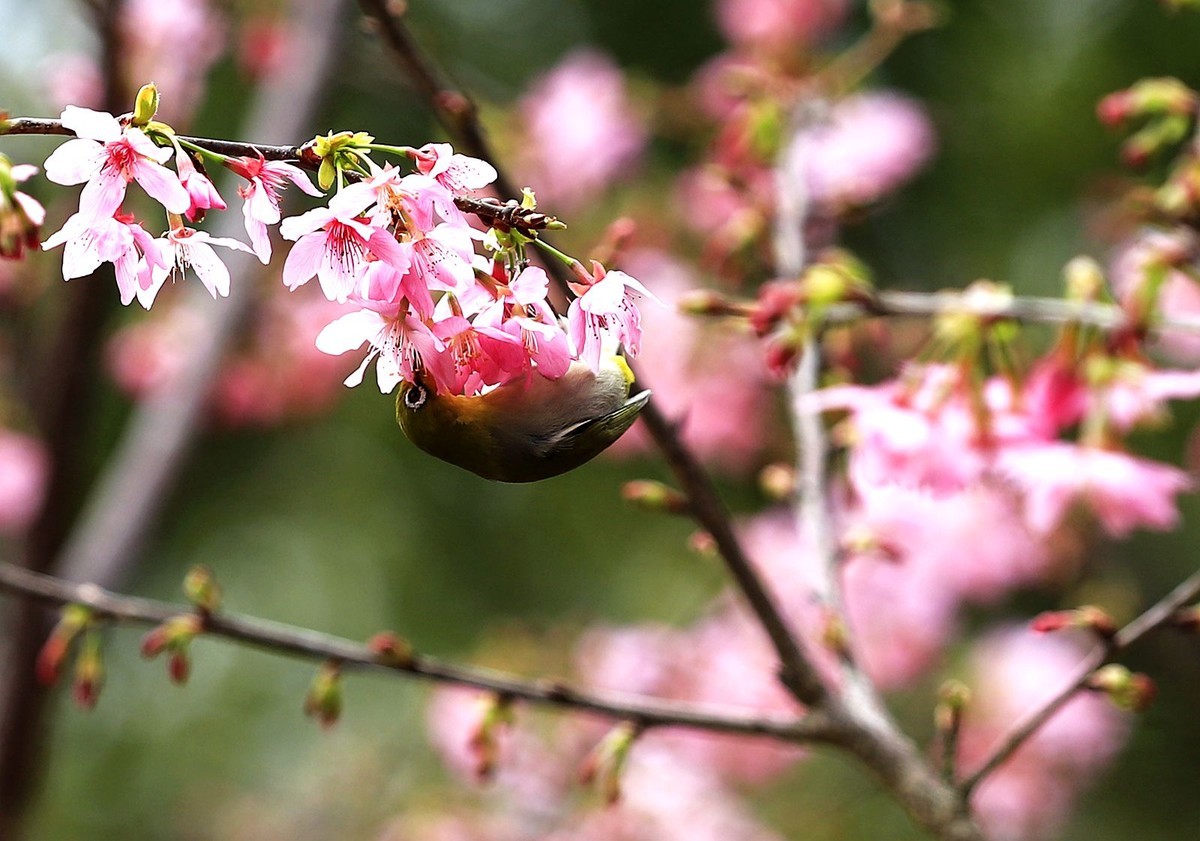 樱花树上的绣眼鸟