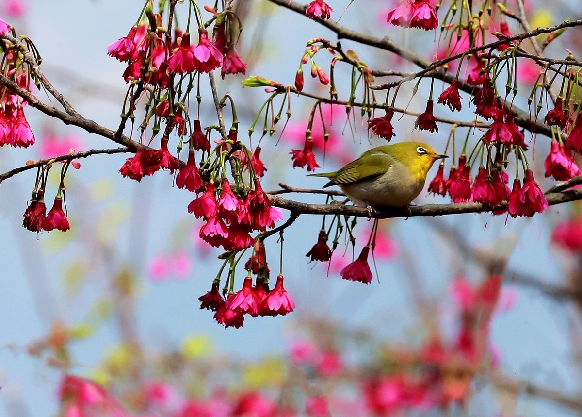 樱花树上的绣眼鸟