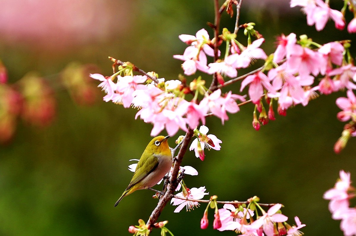樱花树上的绣眼鸟