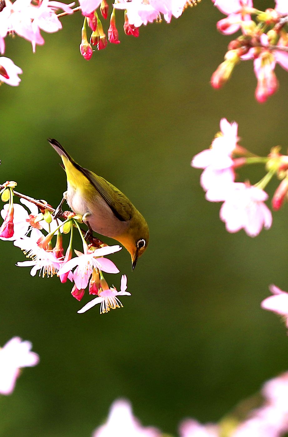 樱花树上的绣眼鸟