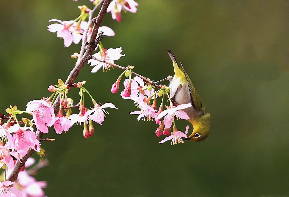 樱花树上的绣眼鸟