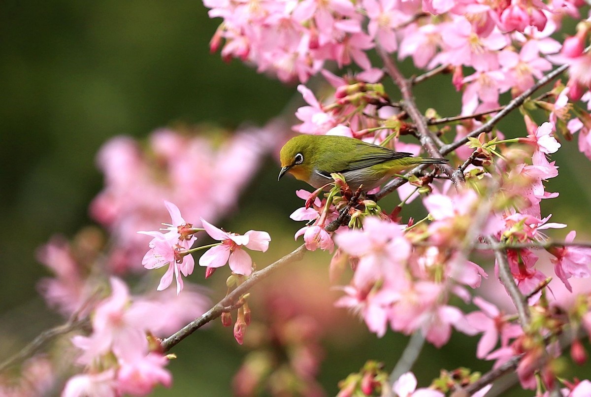 樱花树上的绣眼鸟