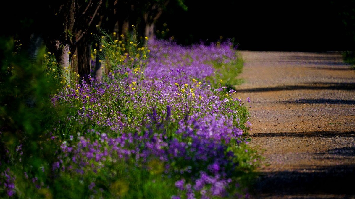 大 连 华 家 牡 丹 园 （ 二 ）