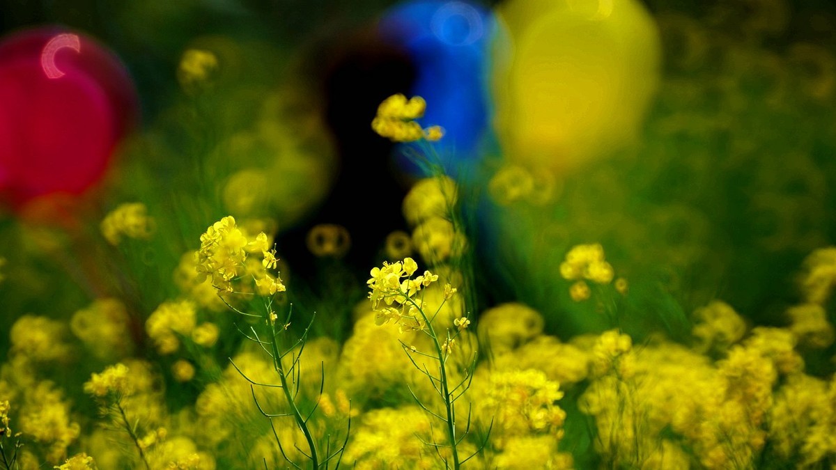 大 连 华 家 牡 丹 园 （ 二 ）