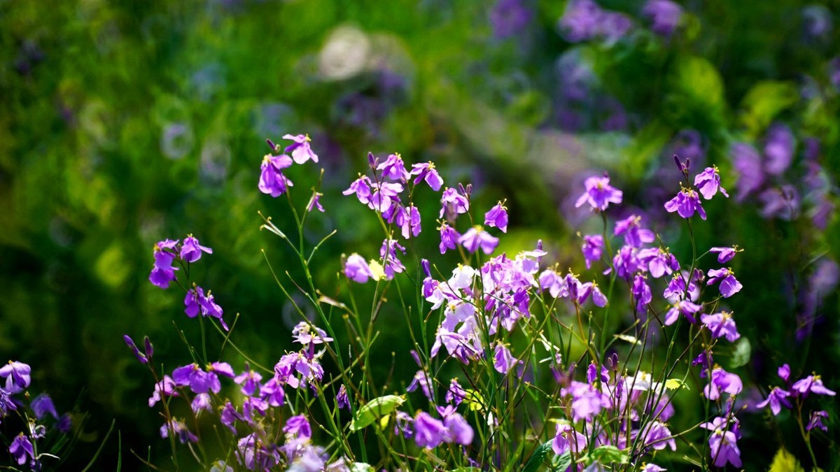 大 连 华 家 牡 丹 园 （ 二 ）