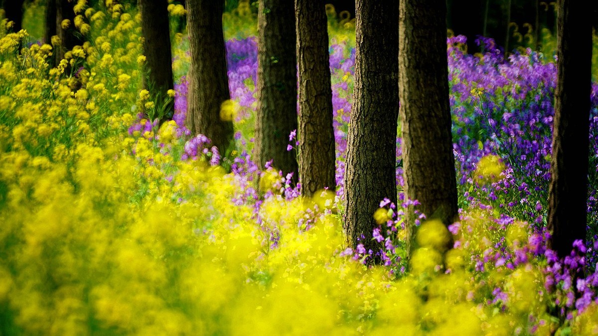 大 连 华 家 牡 丹 园 （ 二 ）