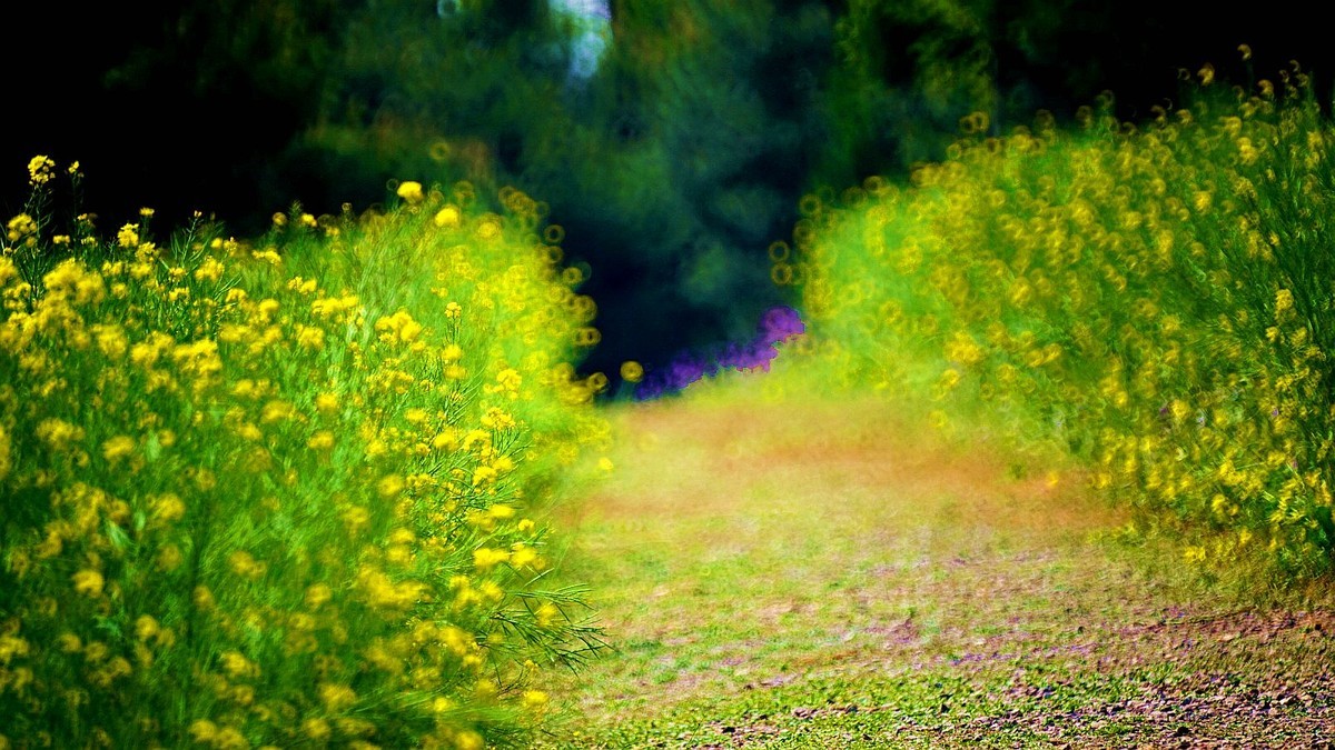 大 连 华 家 牡 丹 园 （ 二 ）