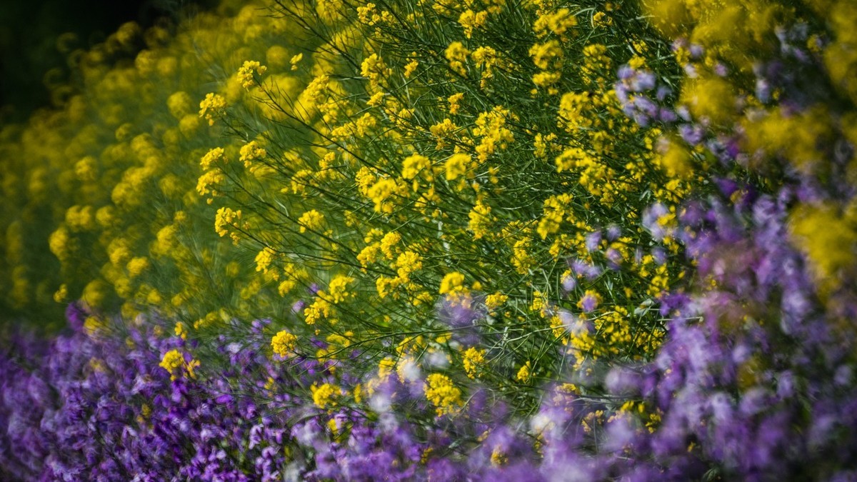 大 连 华 家 牡 丹 园 （ 二 ）