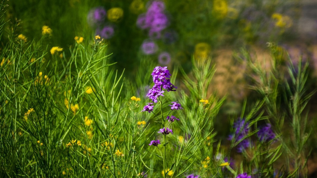 大 连 华 家 牡 丹 园 （ 二 ）