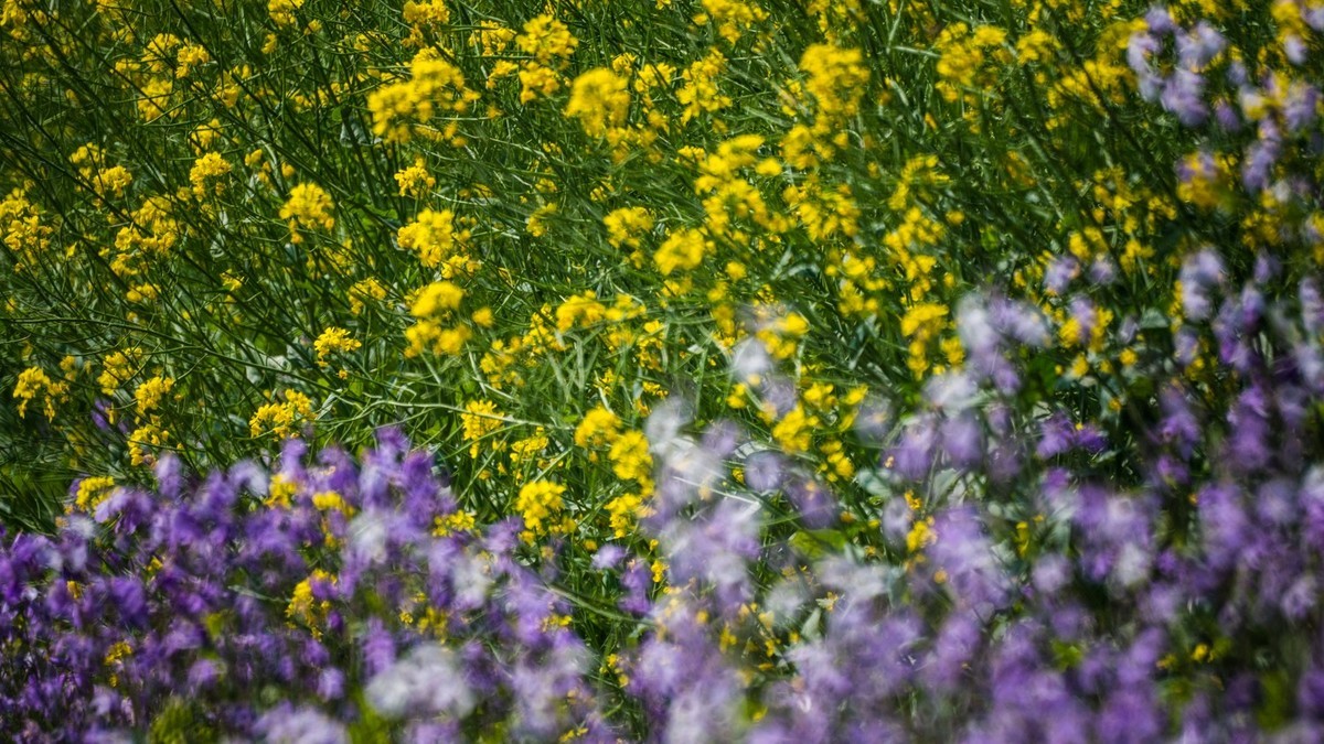 大 连 华 家 牡 丹 园 （ 二 ）