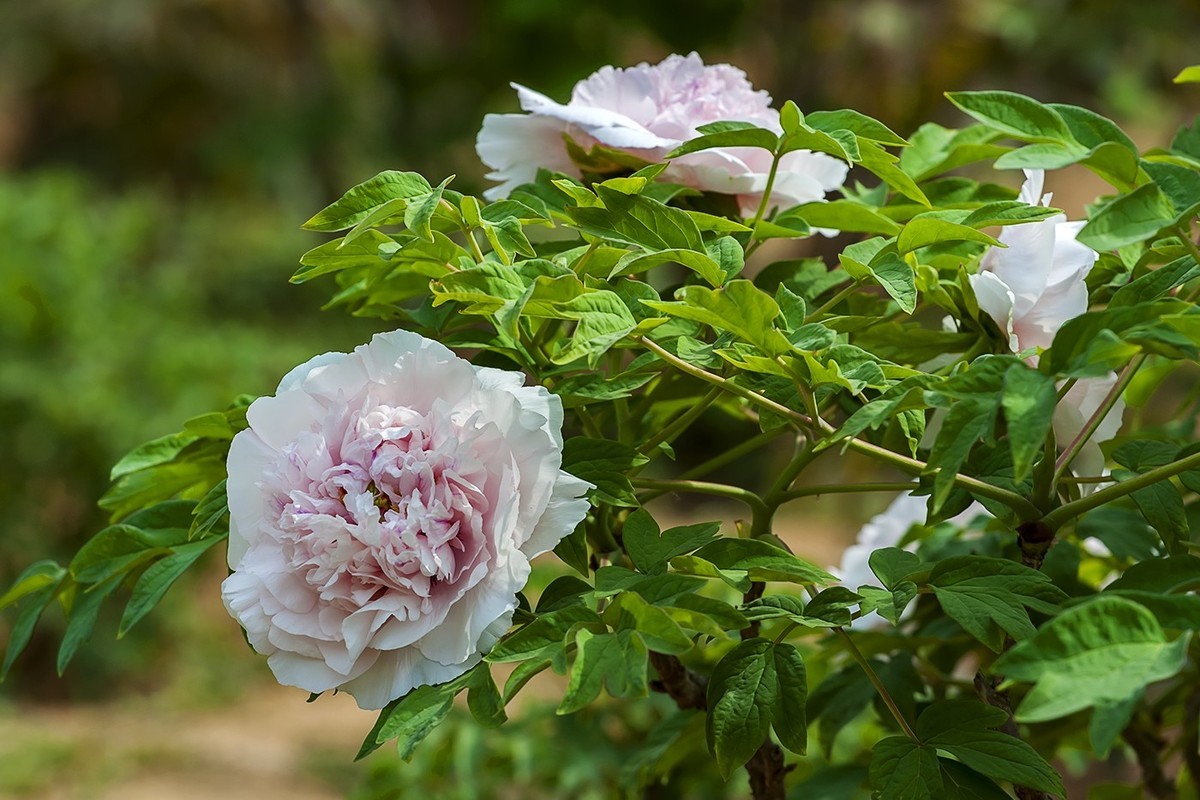 泉城公园的春天-2