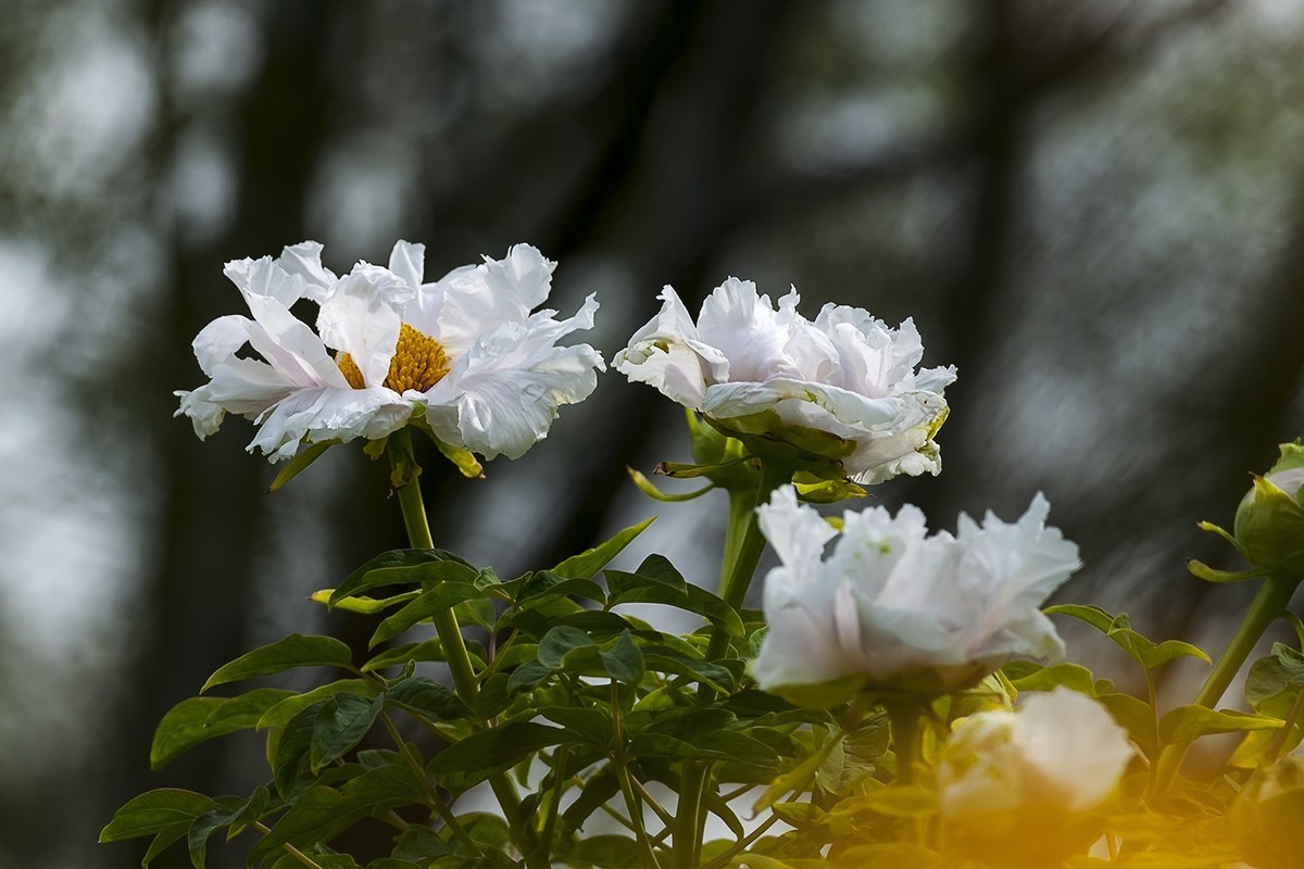 泉城公园的春天-2