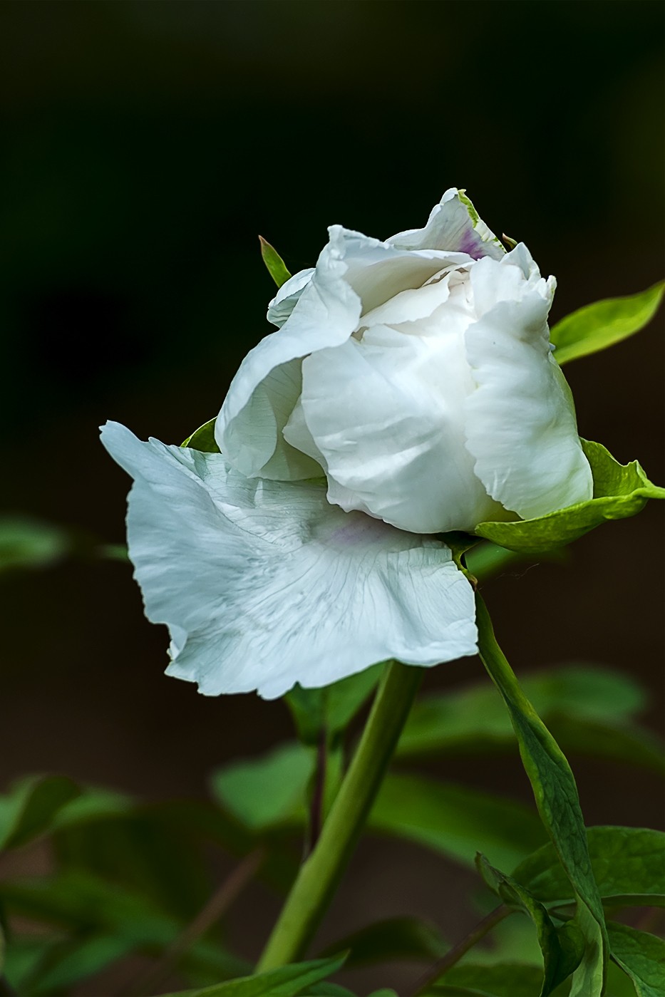 泉城公园的春天-2