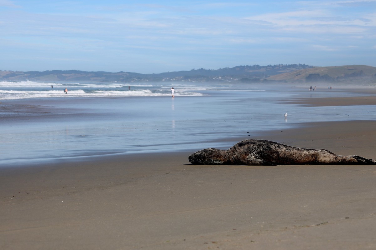 海边随拍（七）