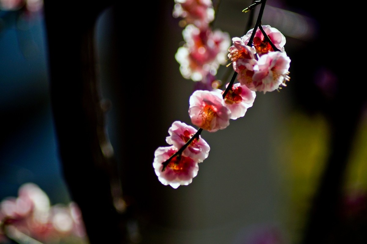 三八女神节——花儿献给半边天