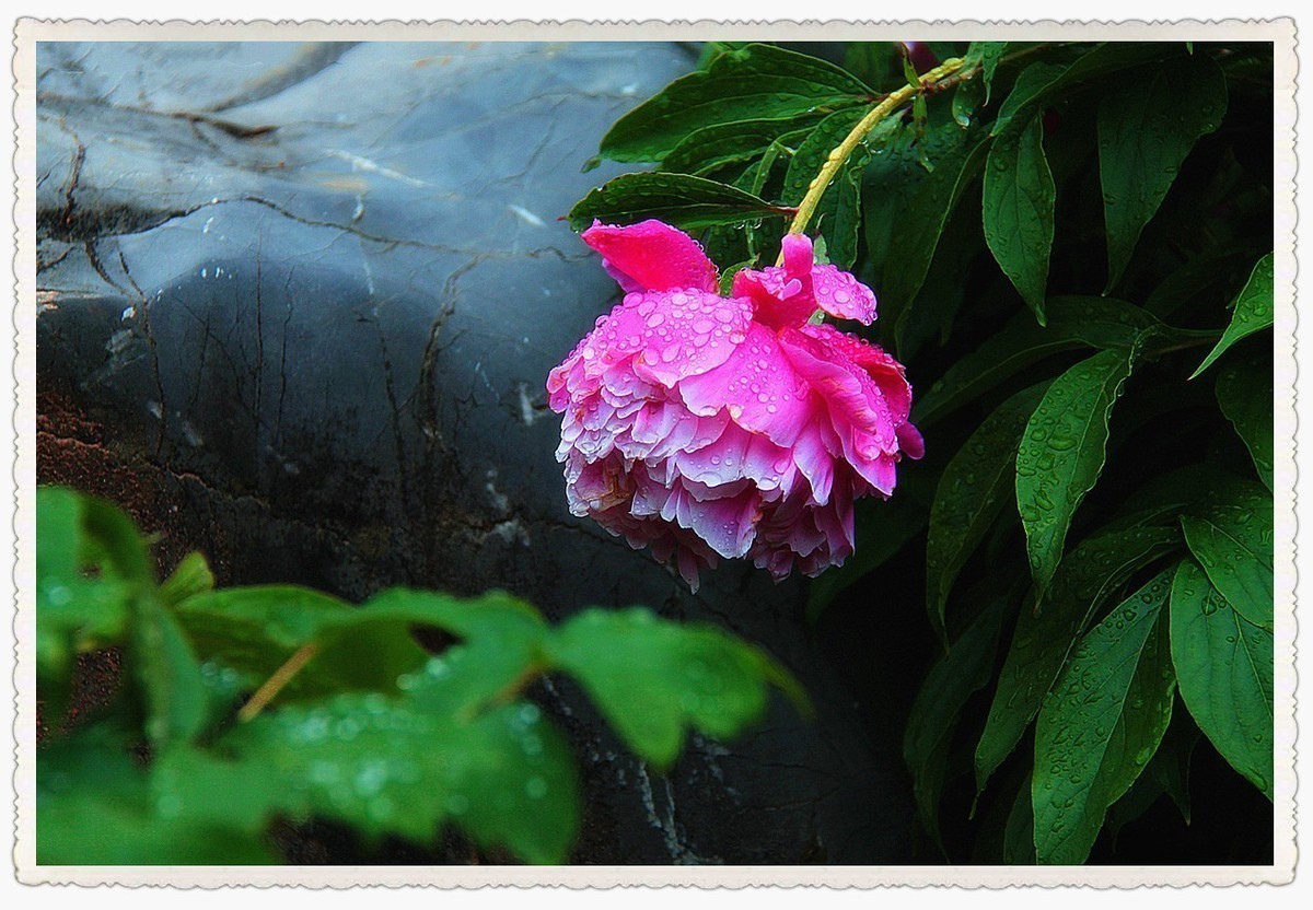 拍芍药时突遇狂风暴雨，然后再看芍药......