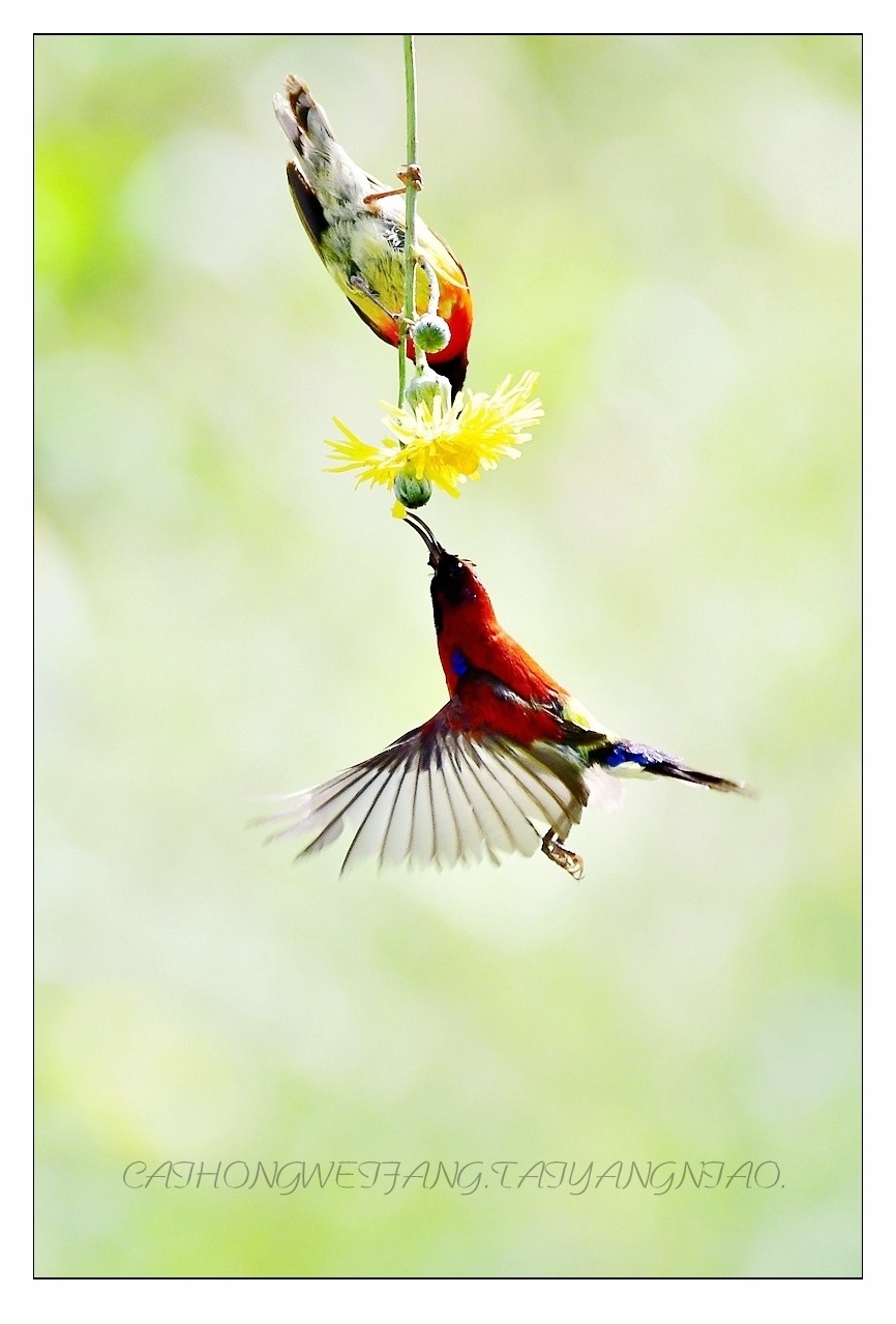 #版主坐堂# 尼康D5100星空(中国)2023年7月份优秀作品精选汇总