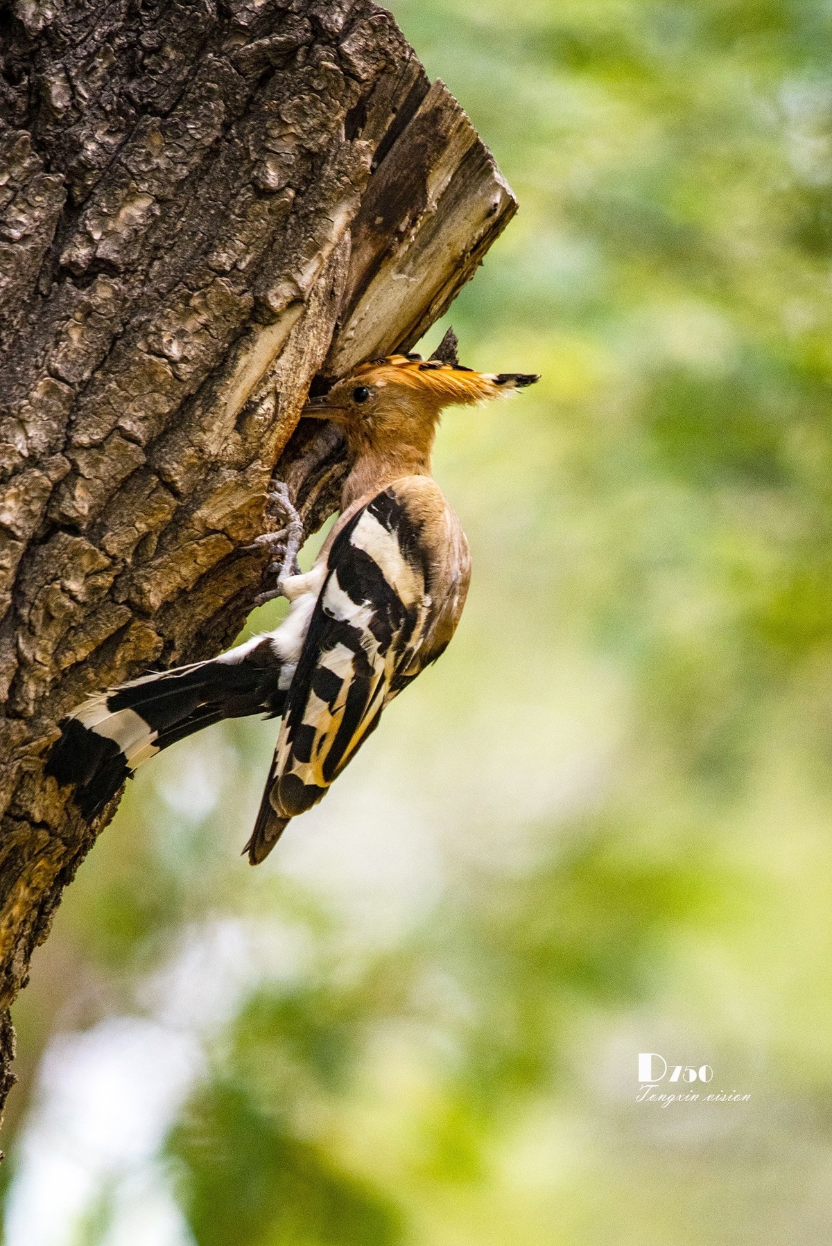 #版主坐堂# 尼康D5100星空(中国)2023年7月份优秀作品精选汇总
