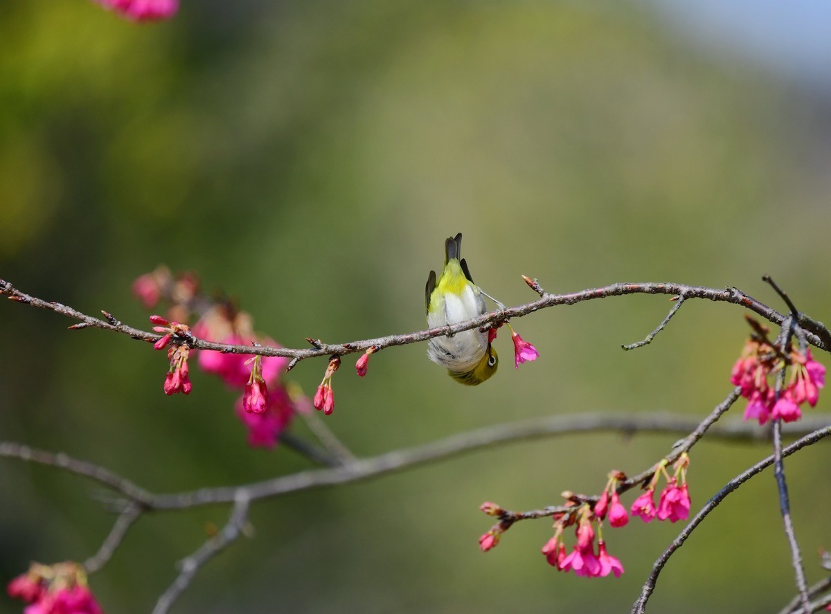 #版主坐堂# 尼康D5100星空(中国)2023年7月份优秀作品精选汇总