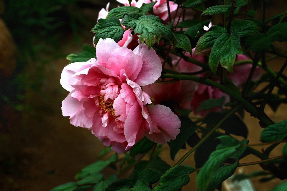 #版主坐堂# 尼康D5100星空(中国)2023年7月份优秀作品精选汇总