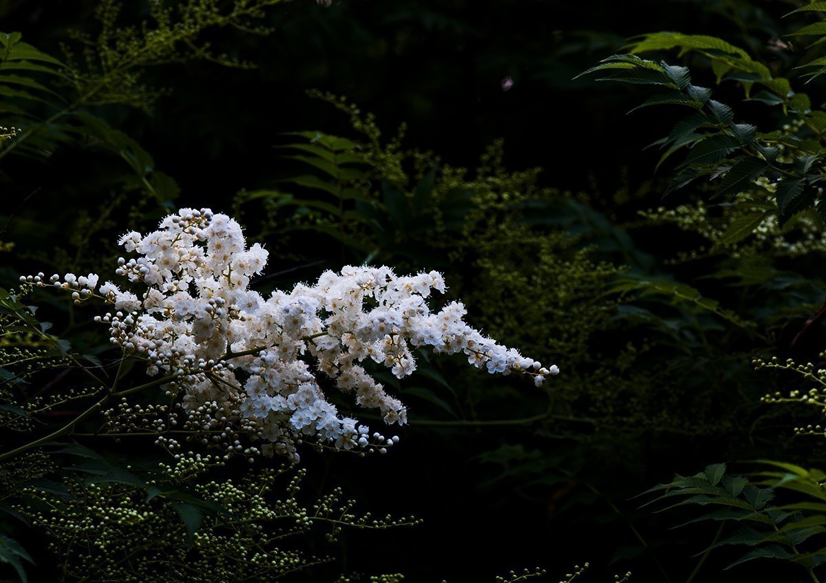 #版主坐堂# 尼康D5100星空(中国)2023年7月份优秀作品精选汇总