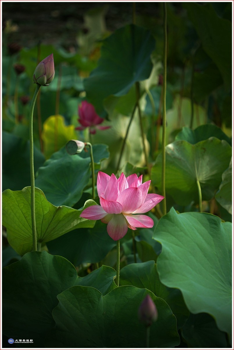 #版主坐堂# 尼康D5100星空(中国)2023年7月份优秀作品精选汇总