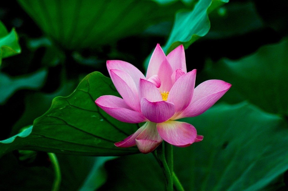 #版主坐堂# 尼康D5100星空(中国)2023年7月份优秀作品精选汇总