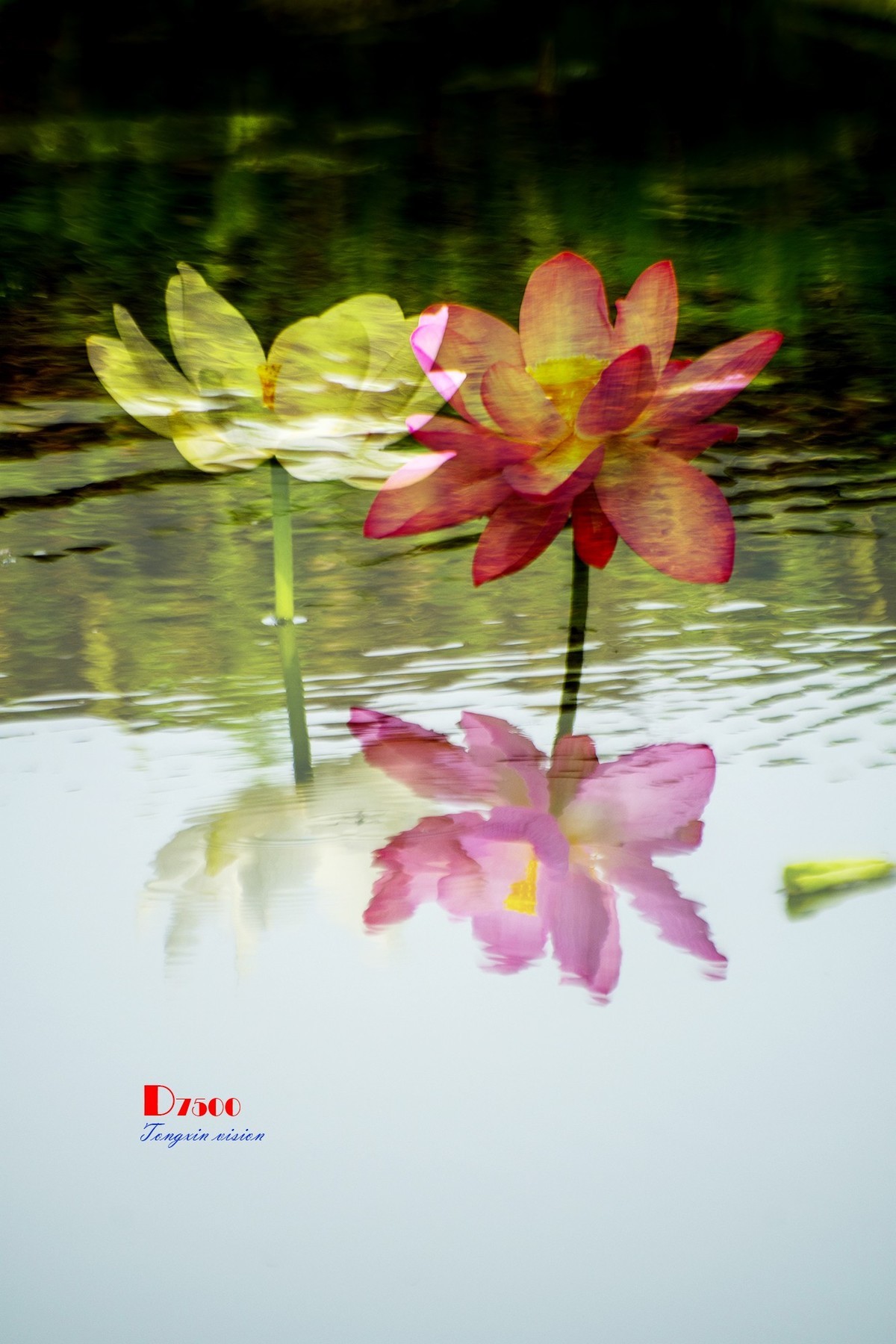 出水芙蓉（4）