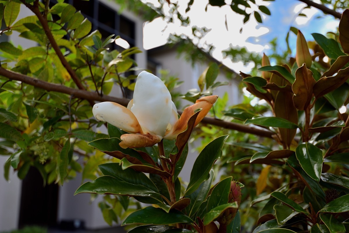 新 西兰奥克兰东区部分街道与民宅  2/2