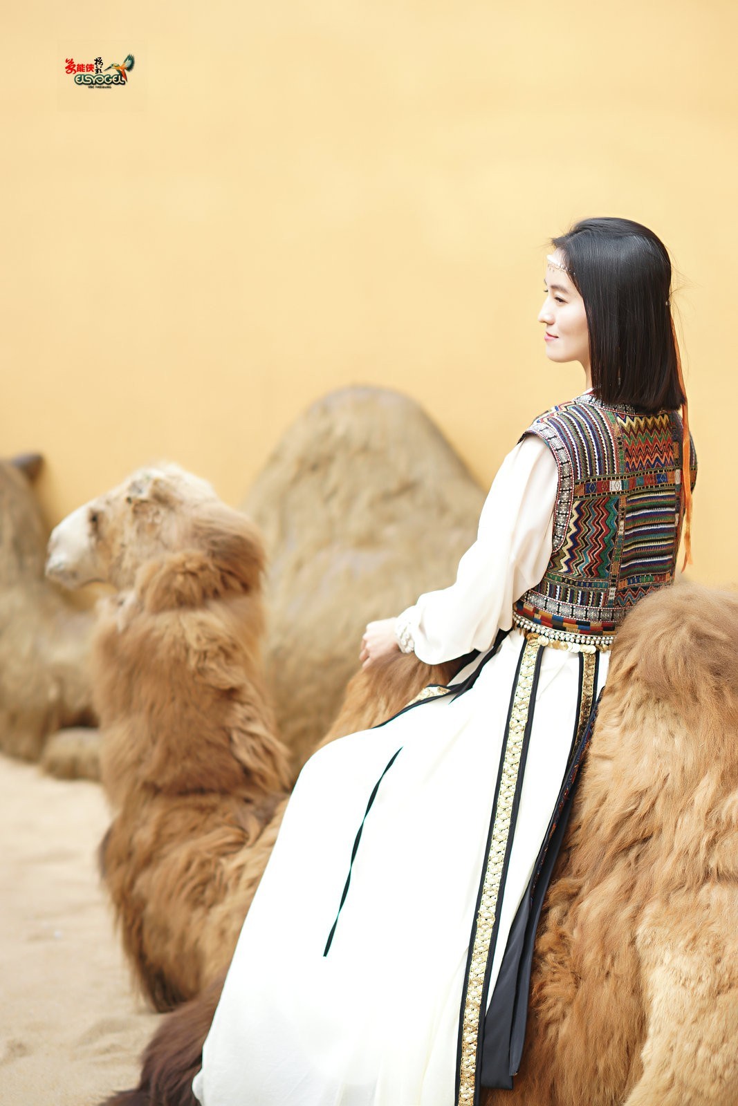 【骆驼女郎】---沛阳