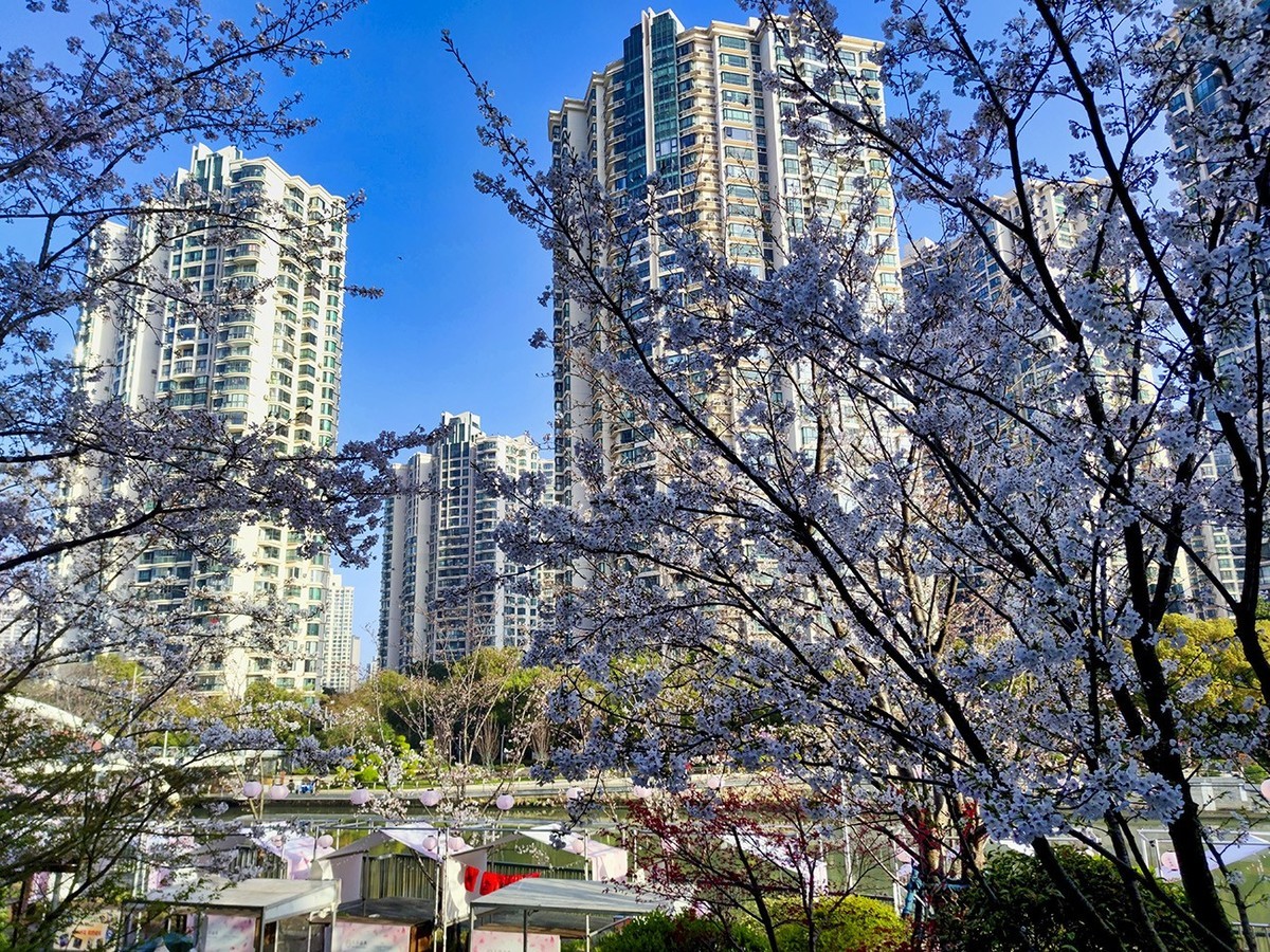 大洋经典苏河湾的樱花