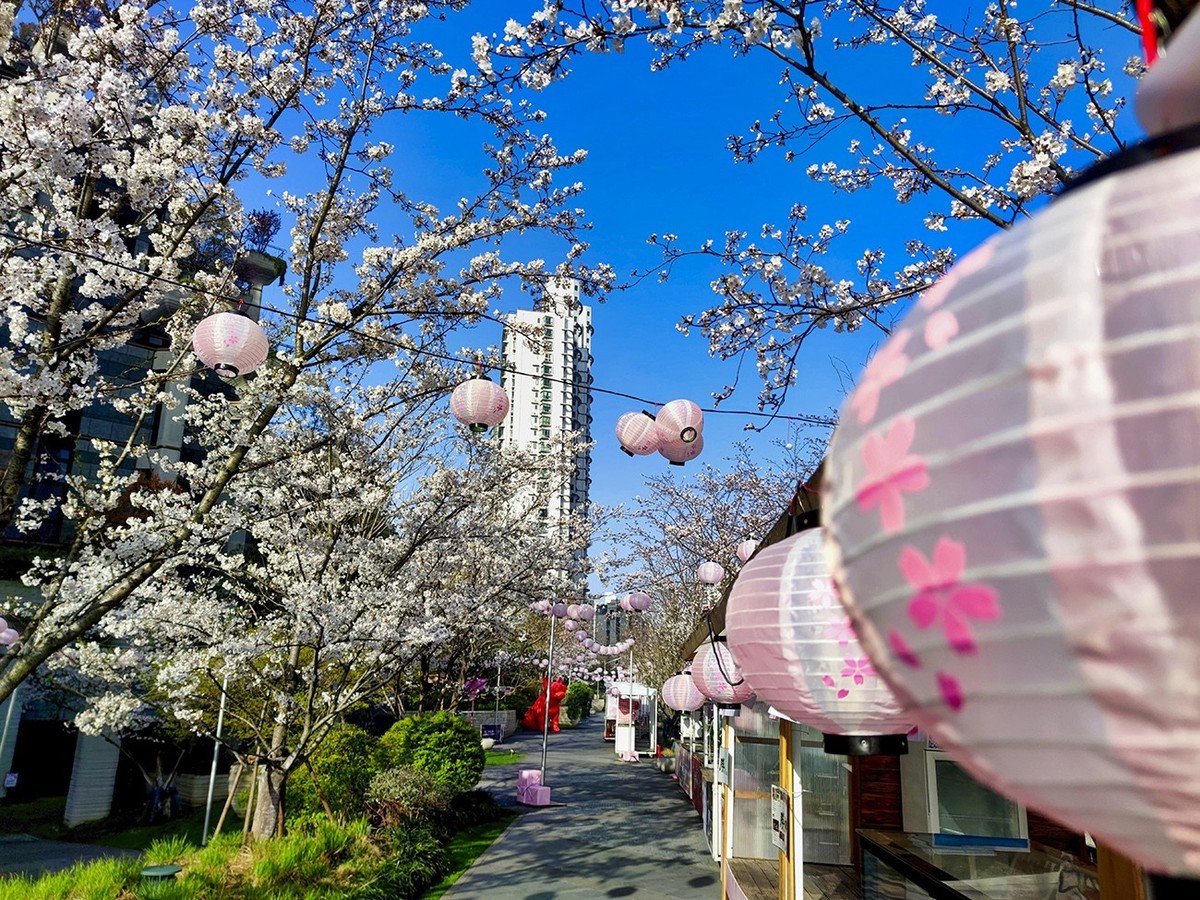 大洋经典苏河湾的樱花