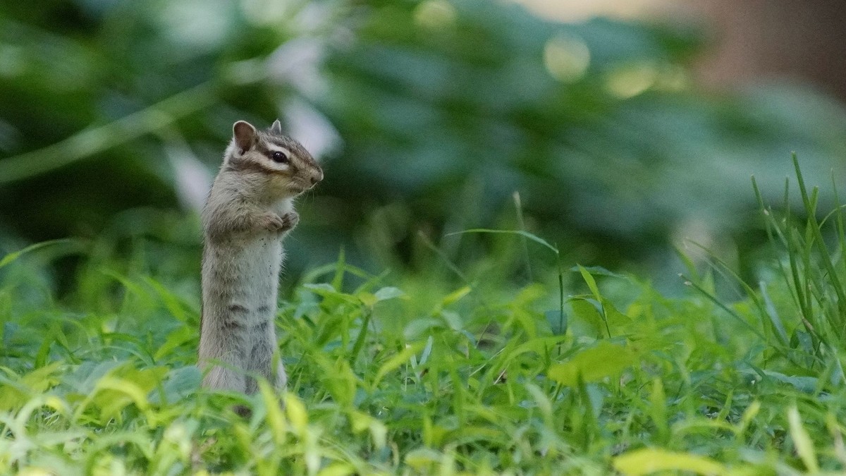 公园有只花狸鼠