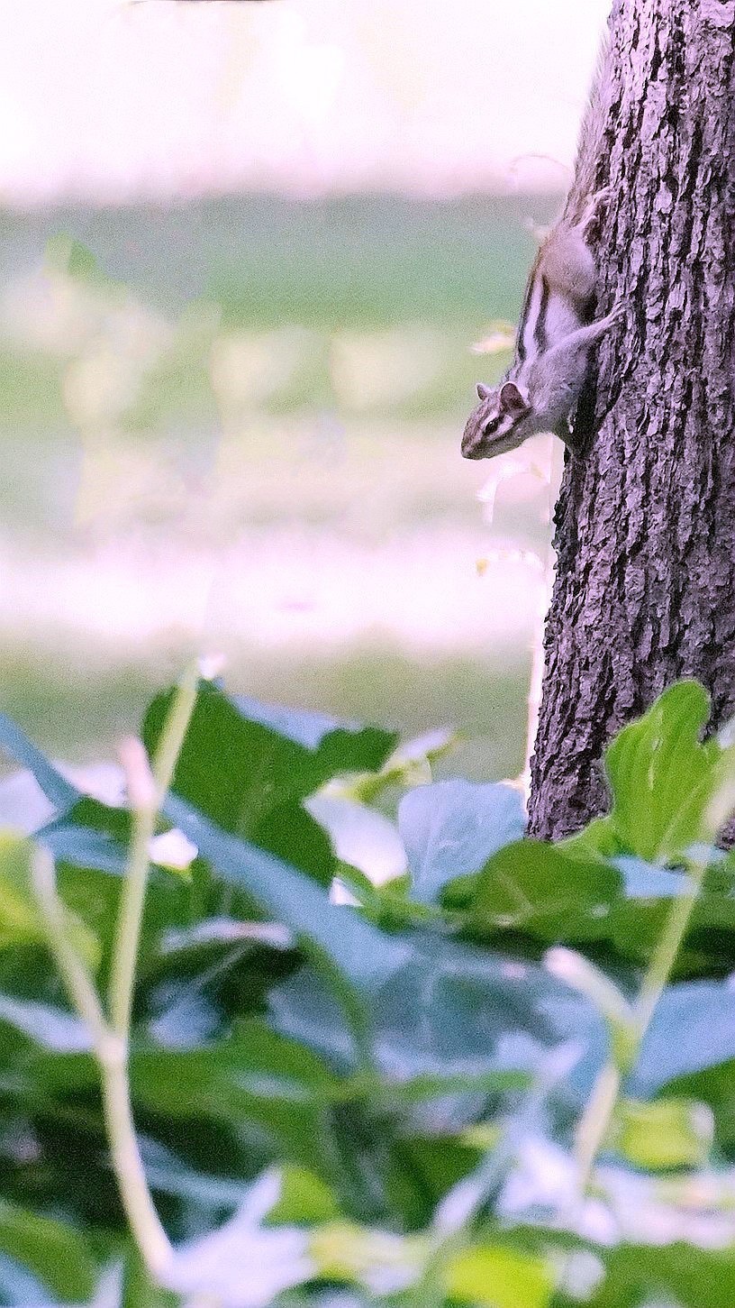 公园有只花狸鼠