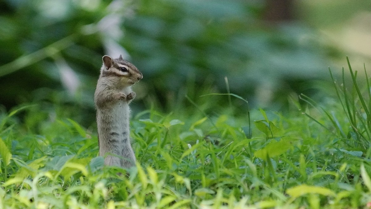 公园有只花狸鼠