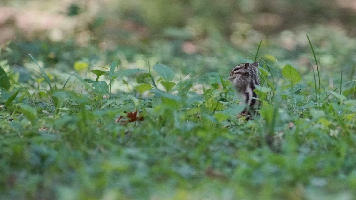 公园有只花狸鼠