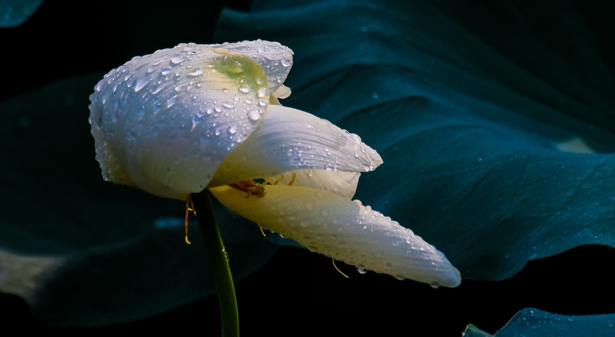 雨打娇荷荷更美