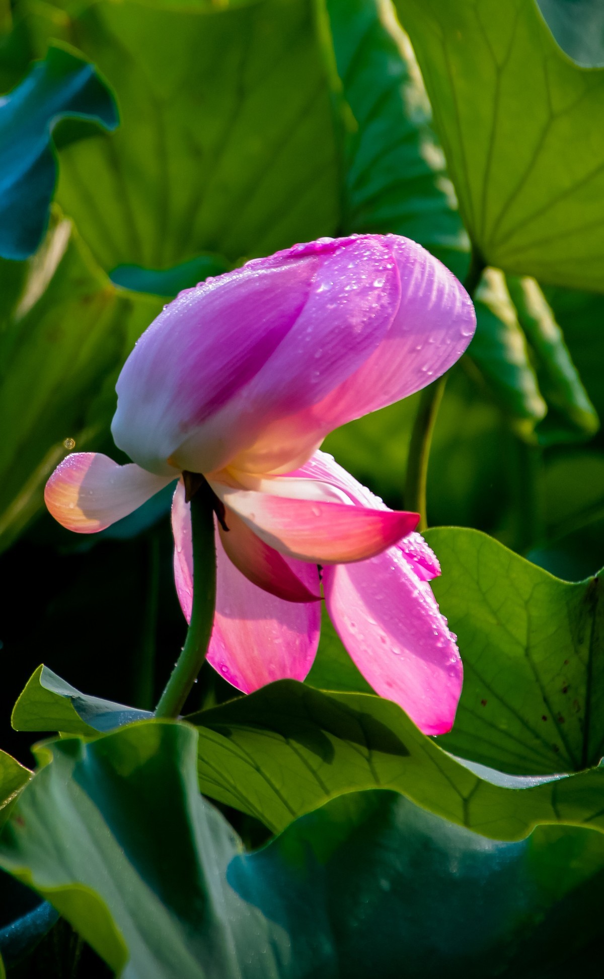 雨打娇荷荷更美