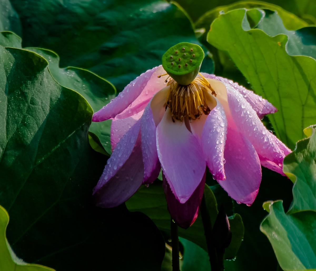 雨打娇荷荷更美