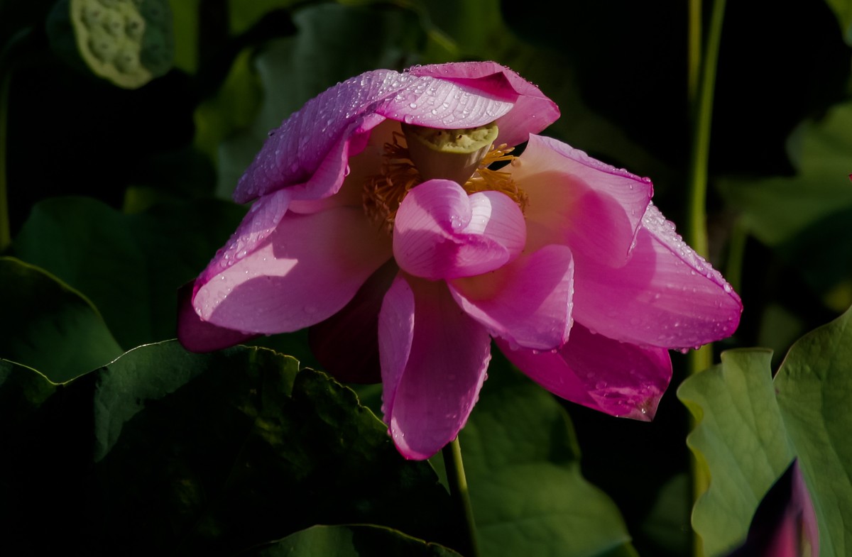 雨打娇荷荷更美