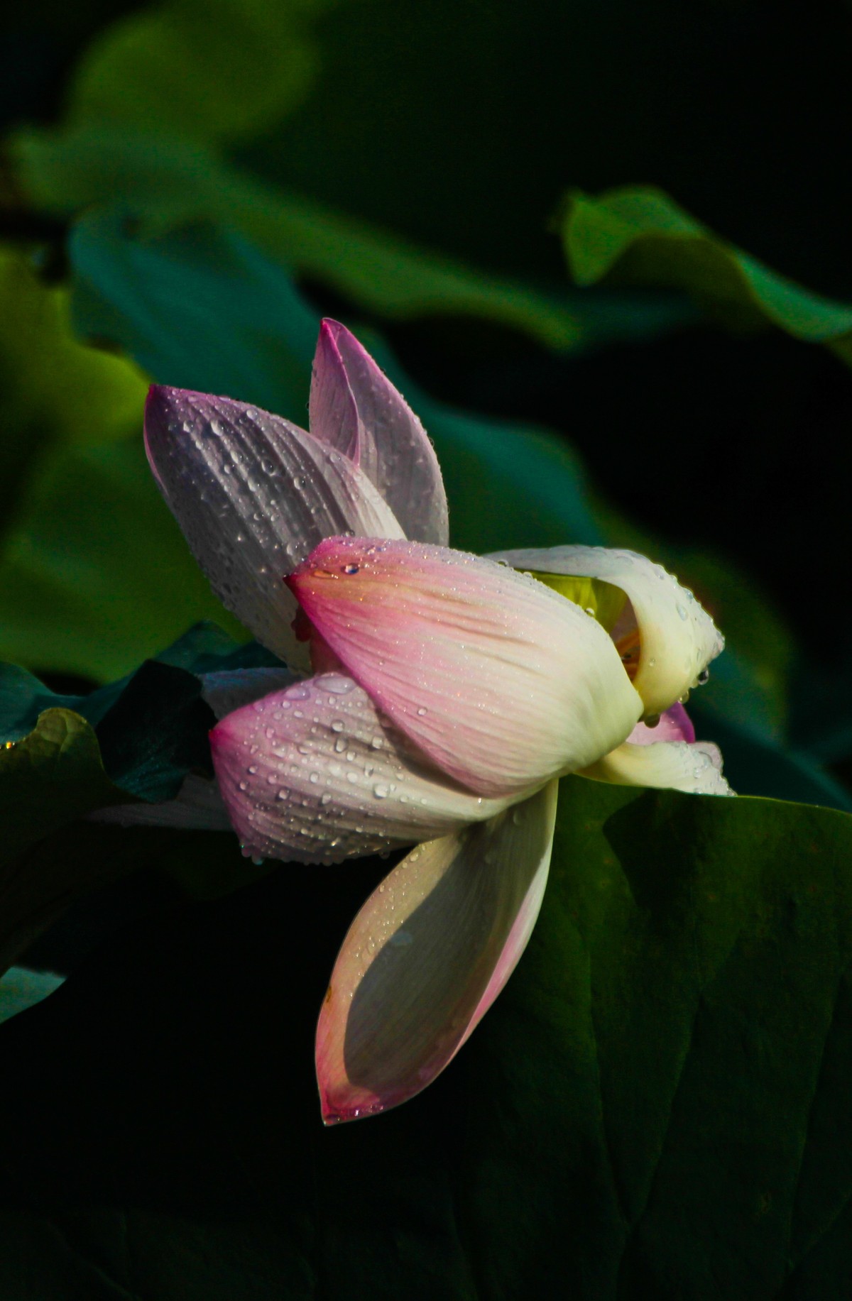 雨打娇荷荷更美