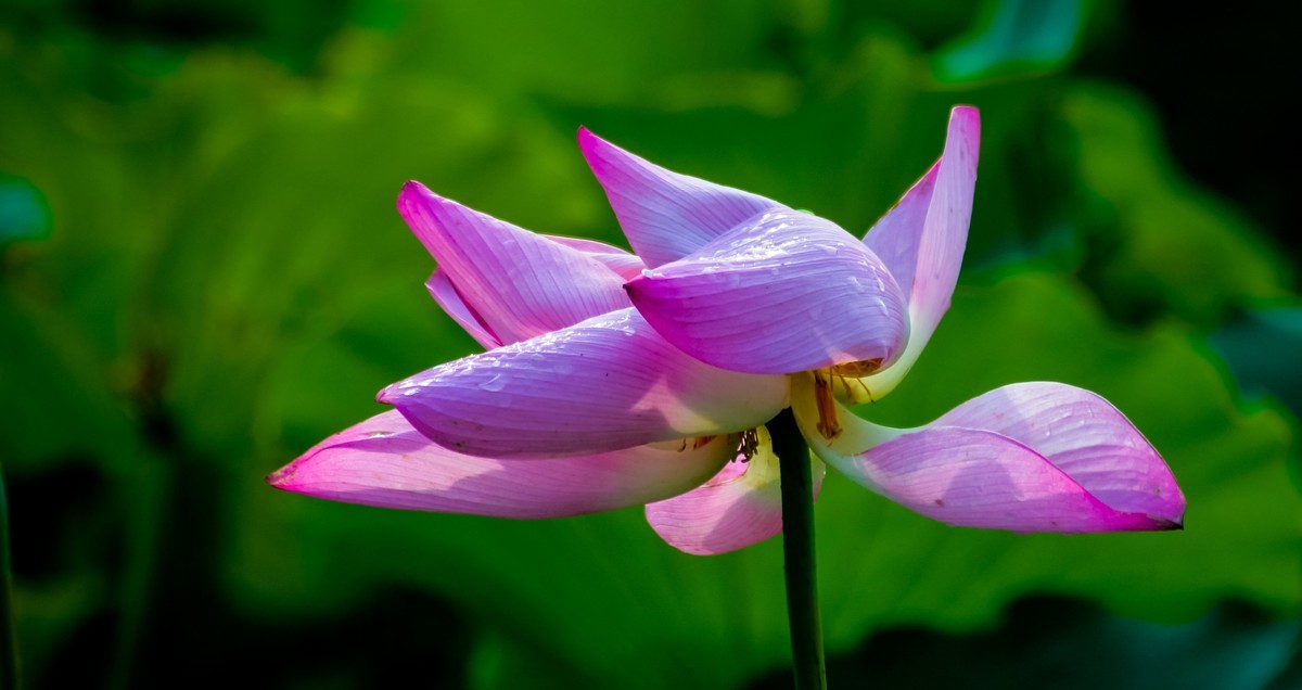 雨打娇荷荷更美