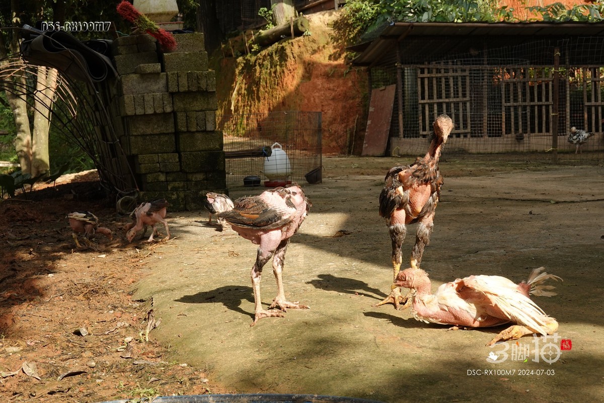 黑卡100M7随手拍