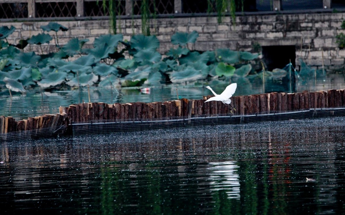 抓拍——明湖鹭鸟（飞版）